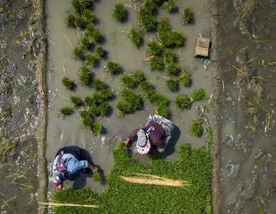 بهار، فصل نشا برنج در مازندران/ گزارش تصویری