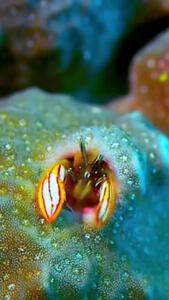 فیلم دیدنی از خرچنگ مرجانی گوشه نشین