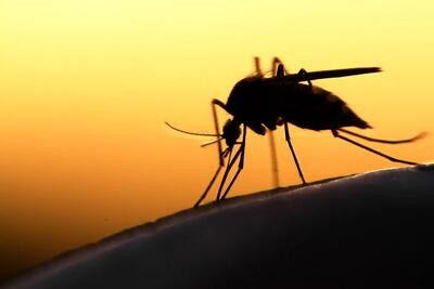 هشدار افزایش انفجاری شیوع مالاریا در سیستان و بلوچستان