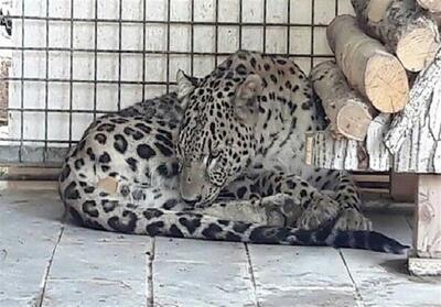 ارس   پلنگ باغ وحش مشهد تحت درمان قرار دارد - تسنیم