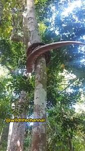 ویدئو/ توانایی شگفت انگیز مار پیتون در بالا رفتن از درخت!