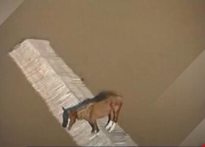 گرفتار شدن اسب روی بام یک خانه در منطقه سیل‌زده (فیلم)