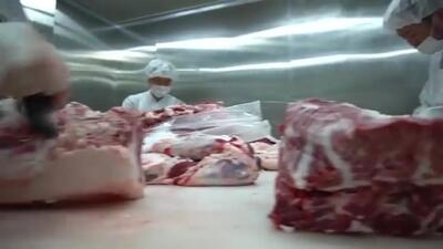 (ویدئو) چگونه گاوهای غول پیکر کره ای در کارخانه قصابی می شوند؟