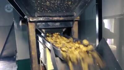 (ویدئو) نمایی نزدیک از فرآیند برداشت و فرآوری صدها تن بادام هندی