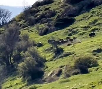 گله گراز در منطقه حفاظت شده جنگل ابر شاهرود؛ استان سمنان + فیلم