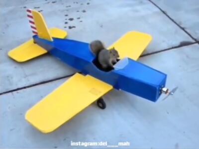 در اتفاقی باورنکردنی، این سنجاب هواپیما را دزدید + فیلم