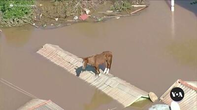 (ویدئو) اسب گیر افتاده روی بام منطقه سیل‌زده نجات یافت