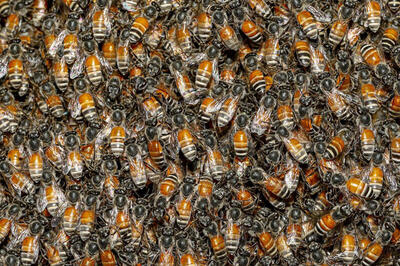 ببینید | حرکت باورنکردنی یک شهروند؛ طراحی و نصب کندوی زنبور عسل وسط سالن پذیرایی خانه!