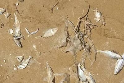 تلف شدن تعداد زیادی ماهی در ساحل گناوه/ علت در دست بررسی است
