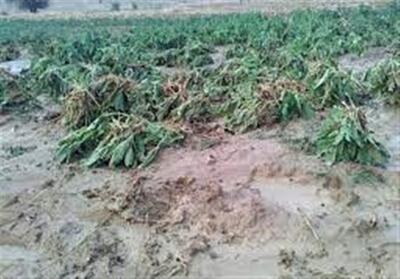 خسارت 100 درصدی بارش‌های سیل‌آسا به مزارع زیره کاشمر - تسنیم