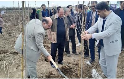شهرداری های گلستان ۱۱۸ هزار نهال در طرح مردمی کاشت یک‌میلیارد نهال کاشتند