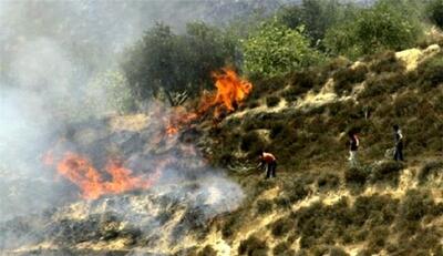 صهیونیست ها به درختان زیتون هم رحم نکردند/ حمله به کرانه باختری