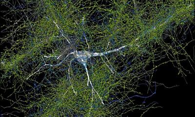 دنیای حیرت‌انگیزی که در یک میلیمتر مکعب از مغز انسان کشف شد