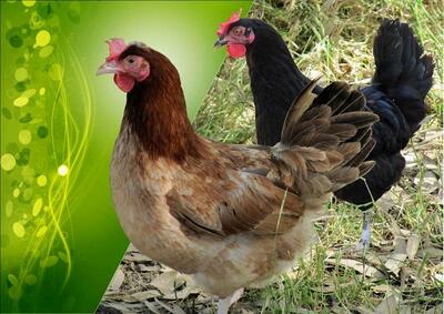 توسعه اشتغال با پرورش نژاد اصلاح شده مرغ بومی/ افزایش ۶۵ درصدی تولید گوشت و تخم‌مرغ در نژادهای اصلاح شده