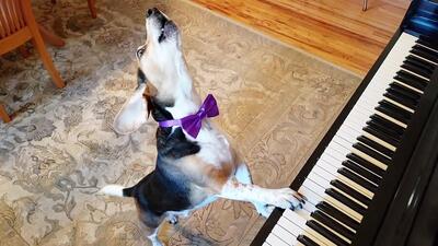 ببینید |  اجرای منحصربه‌فرد یک سگ با پیانو