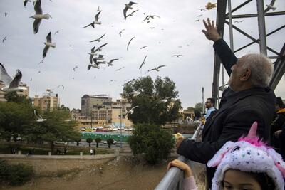 مشاهده ۳۱۷۶ قطعه پرنده در سرشماری پرندگان تهران