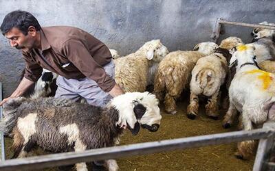تولید گوشت گوسفند در اسفند ۱۳۱ درصد گران تر شد