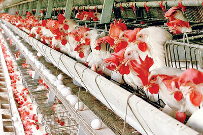 تولید گوشت و تخم‌مرغ در نژادهای اصلاح شده ۶۵ درصد افزایش یافت
