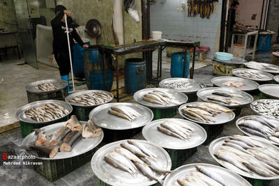 قیمت انواع ماهی ۲۲ اردیبهشت ۱۴۰۳
