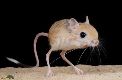 «موش دو پای بلوچستان»؛ کوچکترین کانگورو جهان که هرگز آب نمی‌خورد!