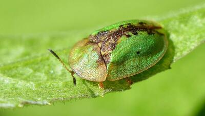 سوسک لاک پشت: حشره ای کوچک که زیبایی خاصی دارد! (عکس)