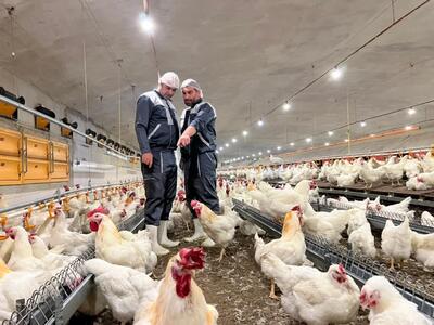 ترکش‌های صادرات به بازار مرغ/ گرانی مرغ در راه است؟