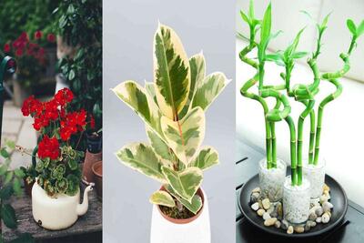 وجود یکی از گیاهان خوش یمن برای هر خونه ای لازمه | لیستی از گیاهان زیبا و خوش یمن