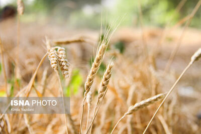 خرید بیش از یک میلیون و ۱۶۰ هزار تن گندم در خوزستان