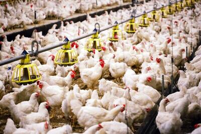 آغاز صادرات گوشت مرغ لرستان به عراق