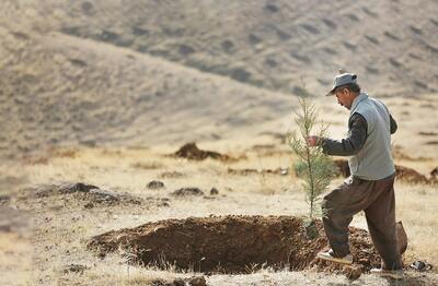 معجزه جنگل‌های دست کاشت برای ایران