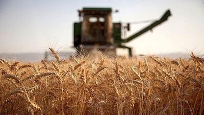 خرید تضمینی ۱.۵ میلیون تن گندم از کشاورزان