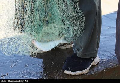 دستگیری متخلف فروش ماهی رودخانه‌ای در چرداول - تسنیم