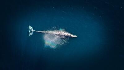 نتیجه باورنکردنی ۳۹۰۰ ساعت گوش دادن به صدای نهنگ آبی!