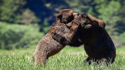 (ویدئو) کشتی گرفتن دو خرس در ارتفاعات سوادکوه