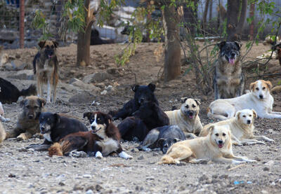 هر هفته  ۱۰۰ سگ در پیشوا زنده گیری می شود