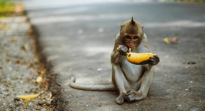 ببینید | حمله گروهی و خنده‌دار میمون‌ها به کارتون موز