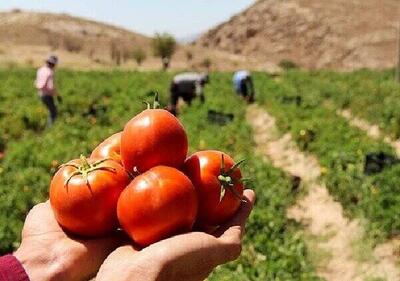 قیمت گوجه فرنگی ۳۰ درصد کاهش یافت