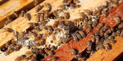 امضای تفاهم‌نامه هویت‌گذاری کلنی‌های زنبور عسل در کشور