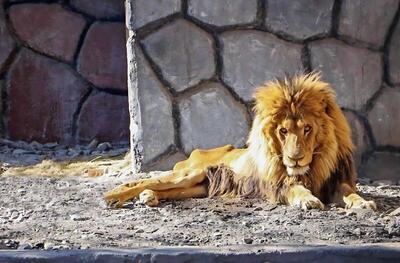 علت مرگ   ریشا  شیر باغ‌وحش مشهد مشخص شد