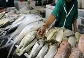 قیمت انواع ماهی ۲۵ اردیبهشت ۱۴۰۳+ جدول
