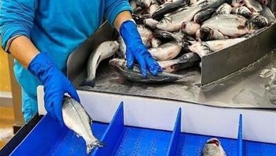 ایران با تولید ۲۳۷ هزار تن ماهی سردآبی، رتبه اول جهان را دارد