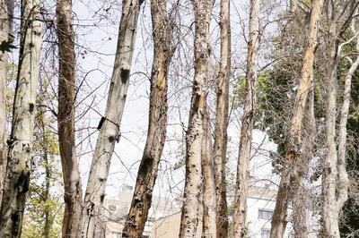 جنجال خشکاندن عمدی ۱۶هزار درخت در تهران!