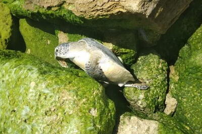 لاک‌پشت دریایی در معرض انقراض قشم از مرگ نجات یافت | پایگاه خبری تحلیلی انصاف نیوز