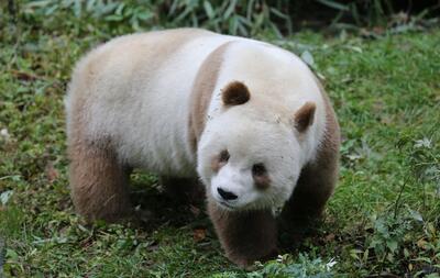 (ویدئو) یک خرس پاندای کمیاب پس از سال‌ها دیده شد