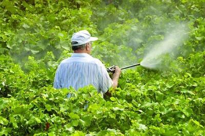 هشدار دامپزشکی خرمدره درباره مسمومیت دام‌ها با کود کشاورزی