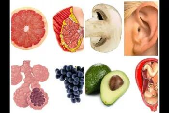 غذاهایی که شبیه اندام های بدن هستند: تصادفی یا عمدی؟! +عکس