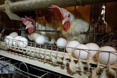 صادرات ۴۰۰۰ تن مرغ و ۱۶۰ هزار تن تخم مرغ در سال ۱۴۰۳
