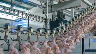 در تولید مواد لبنی خودکفا هستیم/صادرات ۴ هزار تن گوشت مرغ