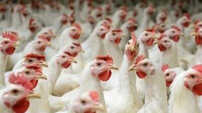 خودکفایی پایدار در تولید مرغ