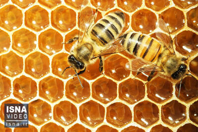 ویدیو/ گرمای زمین زنبورهای عسل را هم گرفتار کرد